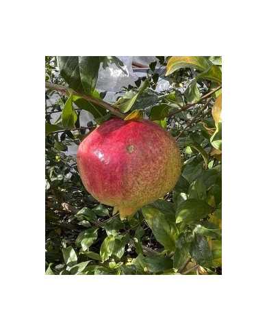 Bio Granatapfel Ermioni