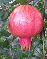 Bio Granatapfel Eve Bio Granatapfel Eve