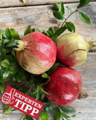 biogranatapfelpetrovac biogranatapfelpetrovac