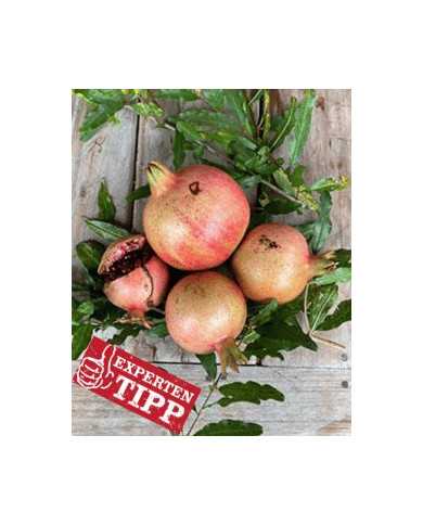 biogranatapfelrussianturk