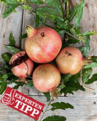 biogranatapfelrussianturk biogranatapfelrussianturk