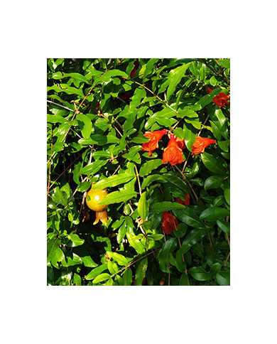 Bio Granatapfel - Russian Turk Bio Granatapfel - Russian Turk