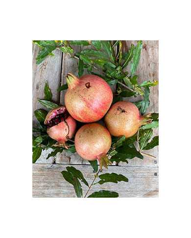 Bio Granatapfel - Russian Turk Bio Granatapfel - Russian Turk