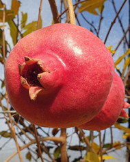 Bio Granatapfel - Sirenevyi Bio Granatapfel - Sirenevyi