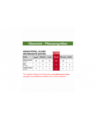 Bio Granatapfel - Sirenevyi Bio Granatapfel - Sirenevyi