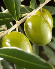 biooliveevoluta biooliveevoluta