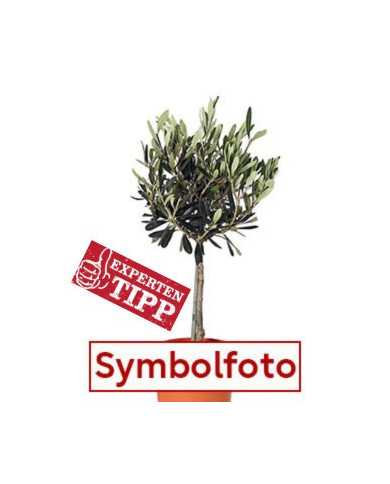 Bio Olive - Frantoio