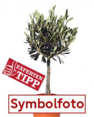 bioolive-negrette bioolive-negrette