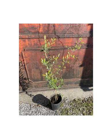 biooliveoleaeuropaea