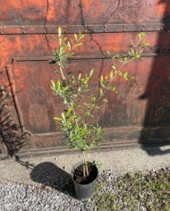 biooliveoleaeuropaea biooliveoleaeuropaea