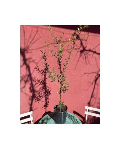 Bio Olive Olea europaea