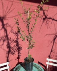 Bio Olive Olea europaea