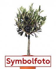 Bio Olive Cipressino Bio Olive Cipressino