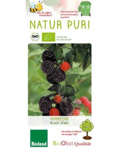Bio Himbeere, Schwarze Sommerhimbeere 'Black Jewel' Bio Himbeere, Schwarze Sommerhimbeere 'Black Jewel'
