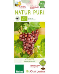 Bio Honigbeere/Maibeere/Sibirische Blaubeere 'Aurora' Bio Honigbeere/Maibeere/Sibirische Blaubeere 'Aurora'