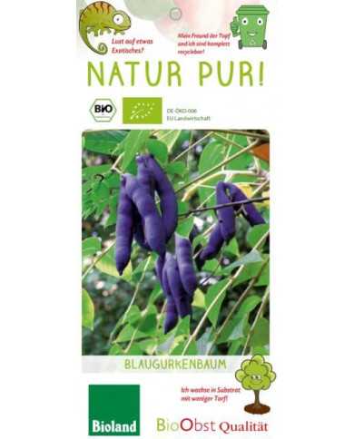 Bio Blaugurkenstrauch