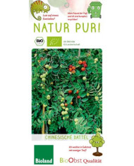 Bio Chinesische Dattel