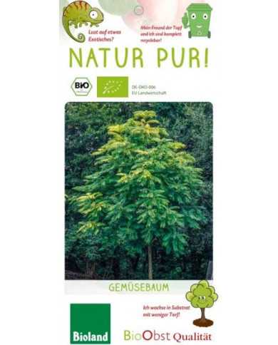 Bio Chinesischer Gemüsebaum