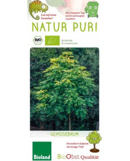 Bio Chinesischer Gemüsebaum Bio Chinesischer Gemüsebaum