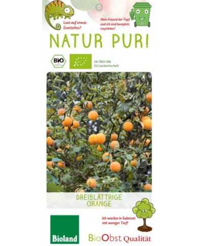 Bio Zitrus Dreiblättrige Orange, Bitterorange, Poncirus trifoliata