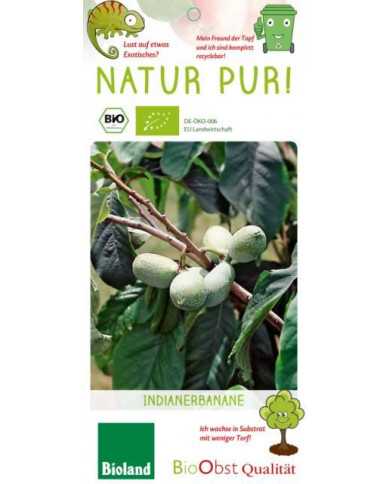 Bio Indianerbanane, Pawpaw - Sunflower