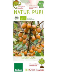 Bio Chinesische Dattel