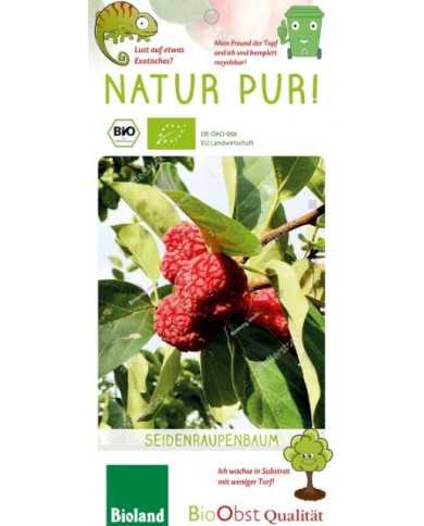 Bio Seidenraupenbaum