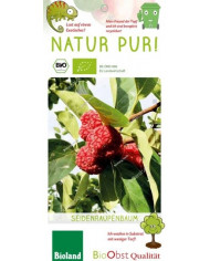 Bio Chinesische Dattel