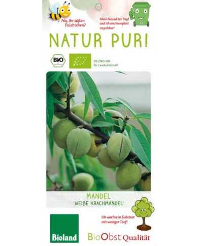 Bio Mandel 'Weiße Krachmandel'