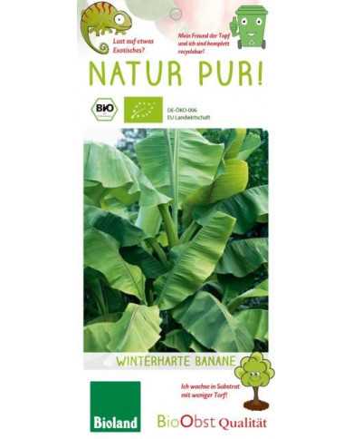 Bio Japanische Faserbanane