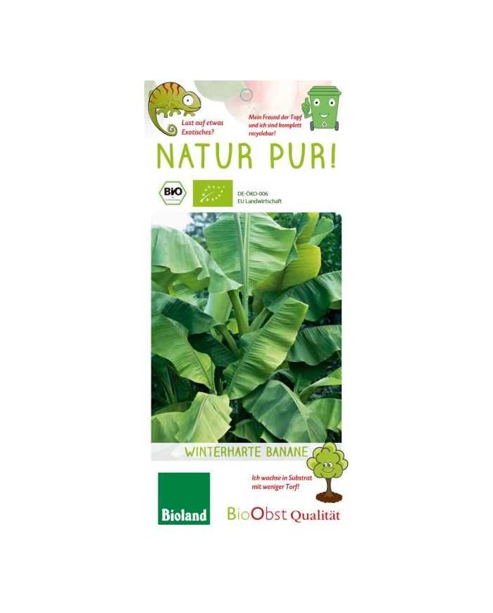 Bio Japanische Faserbanane Gre XSmall