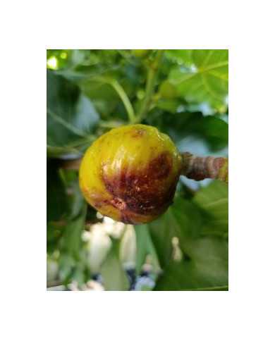 Bio Feigenbaum Dauphine