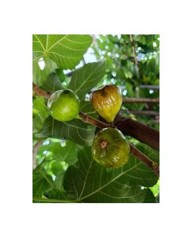 Bio Feigenbaum Dauphine