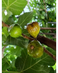 Bio Feigenbaum Dauphine