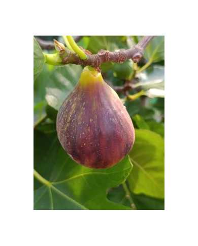 Bio Feigenbaum Kadota Black (**)