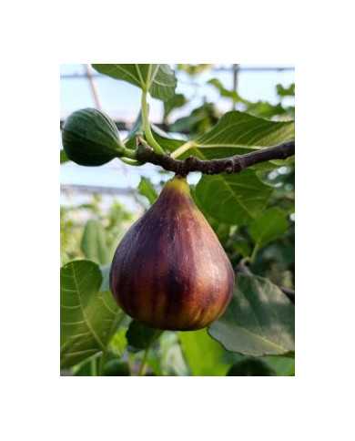 Bio Feigenbaum Kadota Black (**)