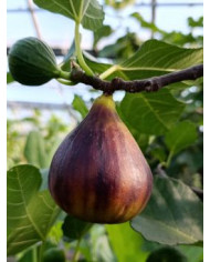 Bio Feigenbaum Kadota Black (**) Bio Feigenbaum Kadota Black (**)