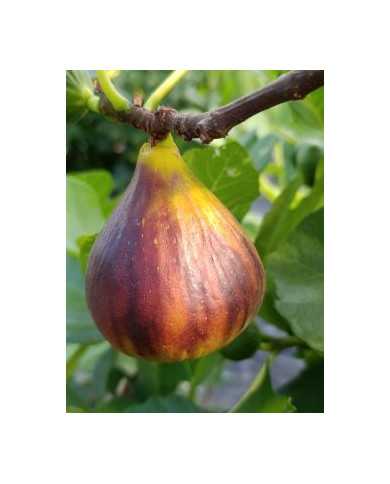 Bio Feigenbaum Kadota Black (**)