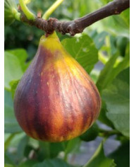 Bio Feigenbaum Kadota Black (**) Bio Feigenbaum Kadota Black (**)