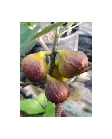 Bio Feigenbaum BT Morena