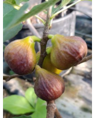 Bio Feigenbaum BT Morena