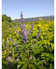 Bio Mönchspfeffer Bio Mönchspfeffer