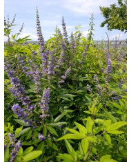 Bio Mönchspfeffer Bio Mönchspfeffer