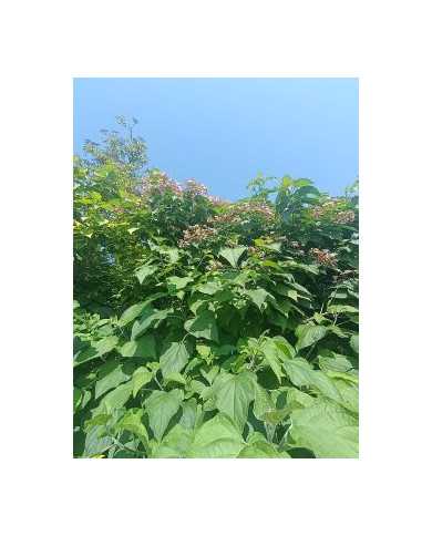 Bio Japanischer Losbaum