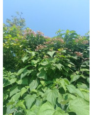 Bio Japanischer Losbaum