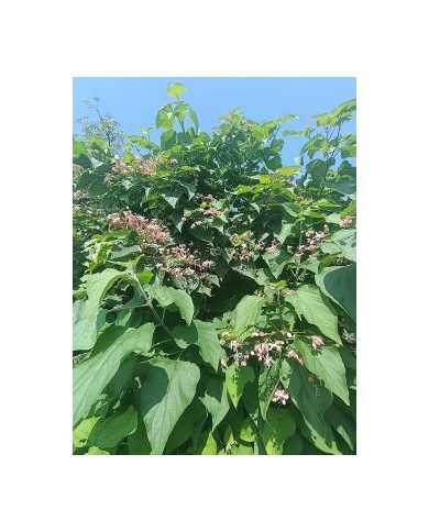 Bio Japanischer Losbaum