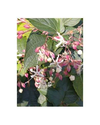 Bio Japanischer Losbaum