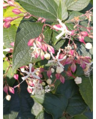 Bio Japanischer Losbaum