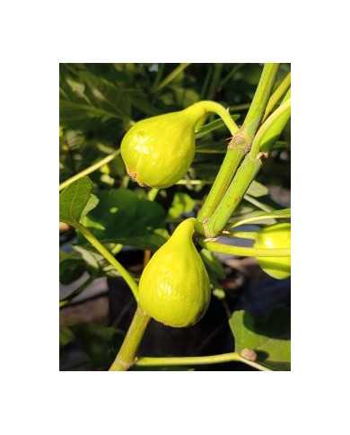 Bio Feigenbaum Gentile Bianco (*)