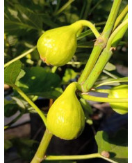 Bio Feigenbaum Gentile Bianco (*) Bio Feigenbaum Gentile Bianco (*)